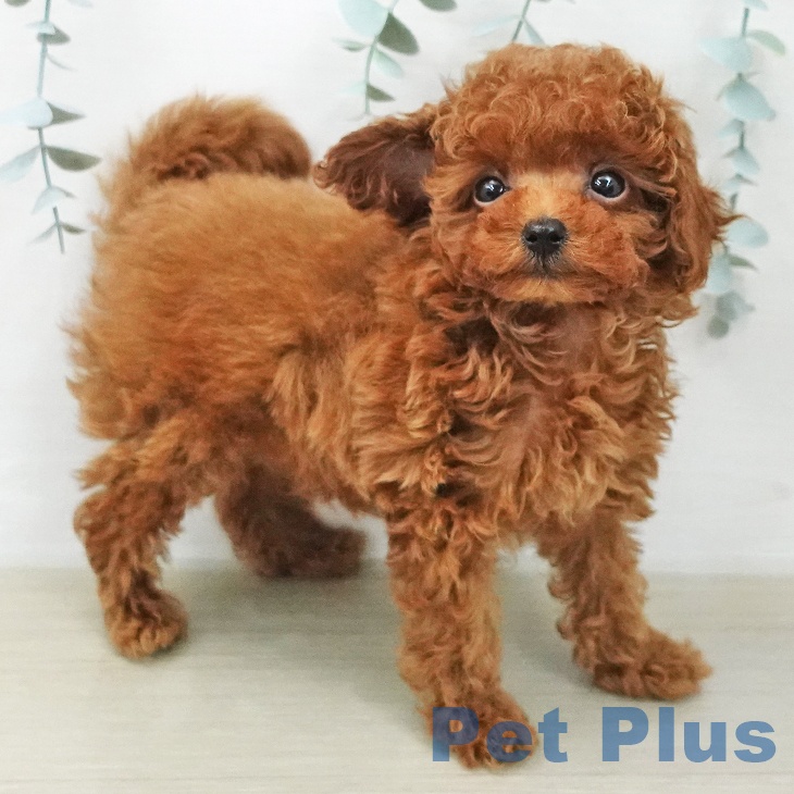 トイ・プードルの写真2