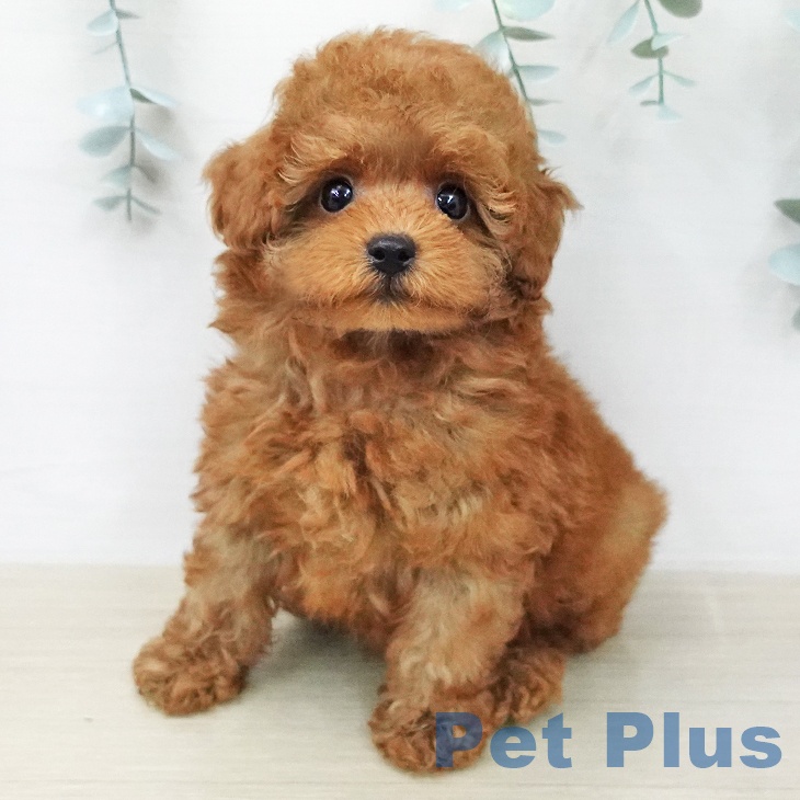 トイ・プードル