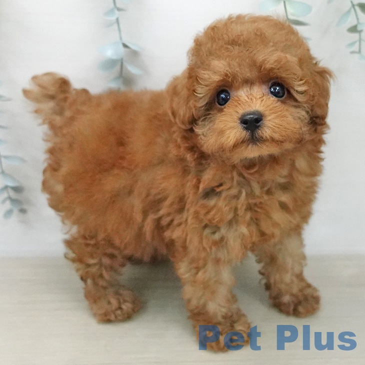 トイ・プードルの写真2