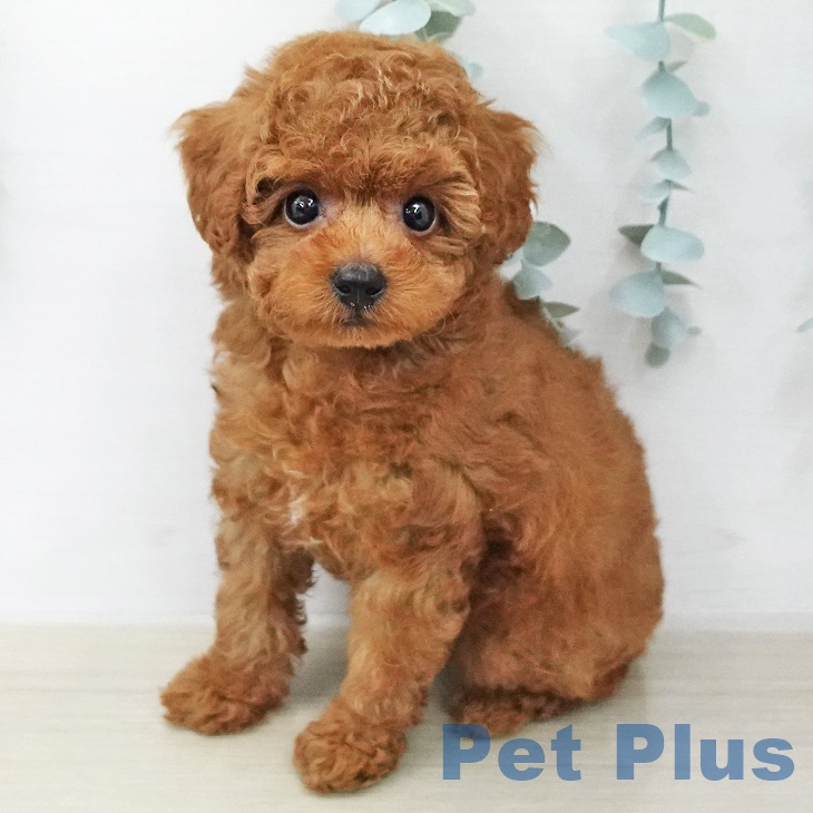 トイ・プードル