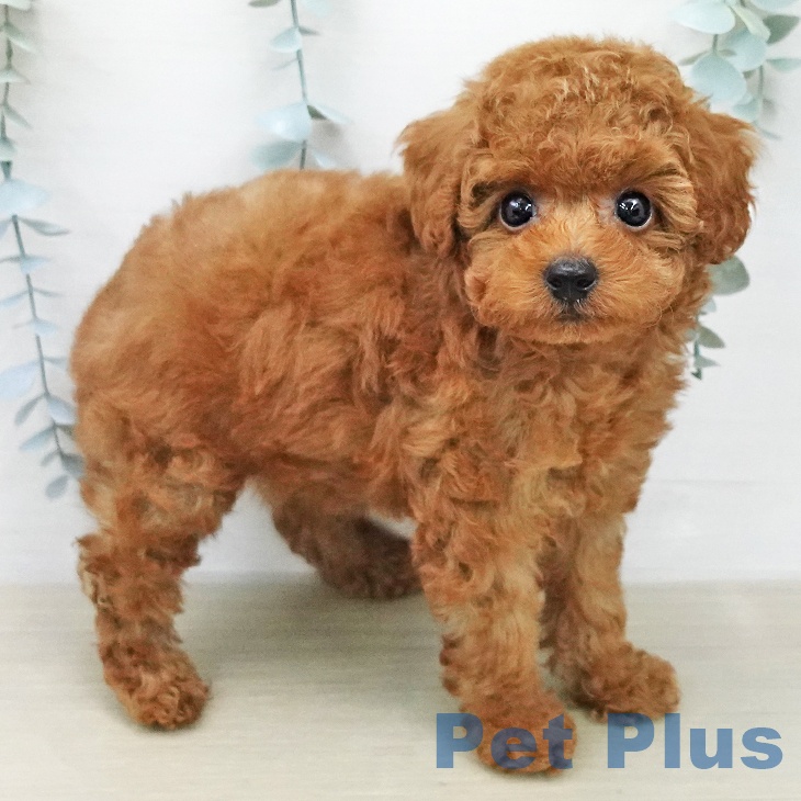 トイ・プードルの写真2