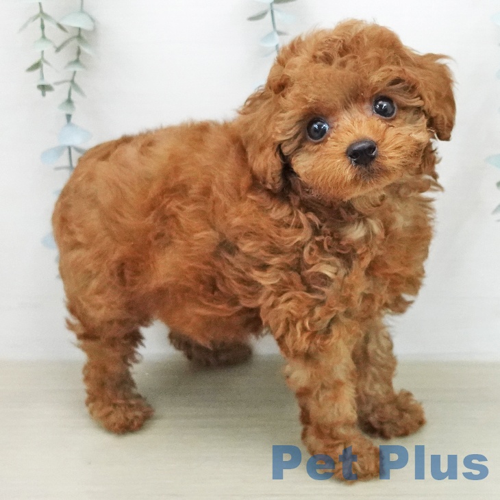 トイ・プードル