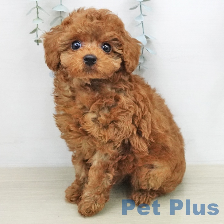 トイ・プードルの写真2