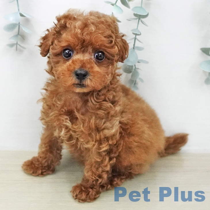 トイ・プードル