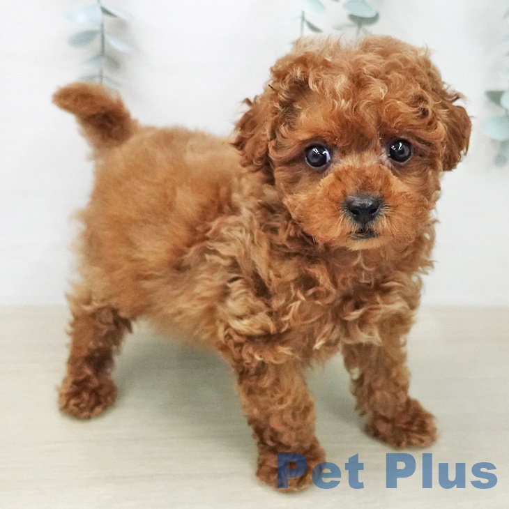 トイ・プードルの写真2