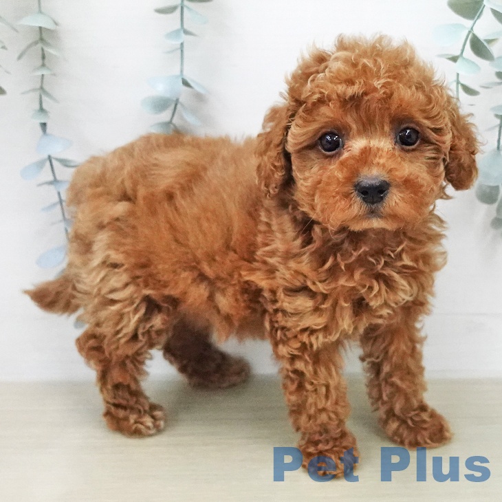 トイ・プードルの写真1