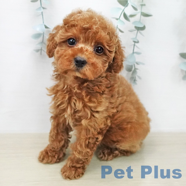 トイ・プードルの写真2