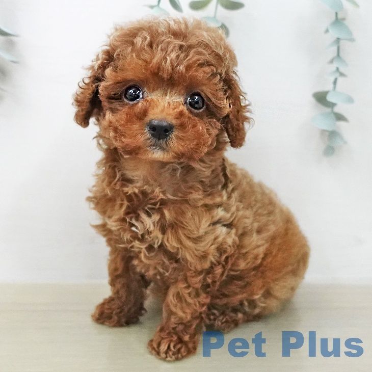 トイ・プードル