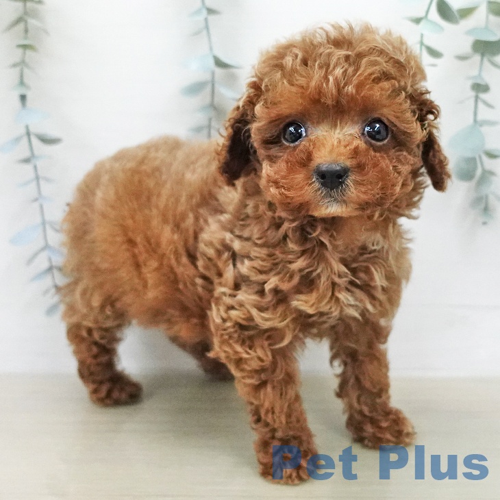 トイ・プードル