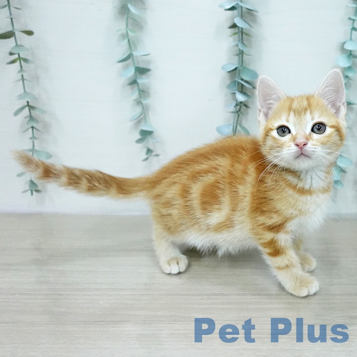 アメリカンショートヘア