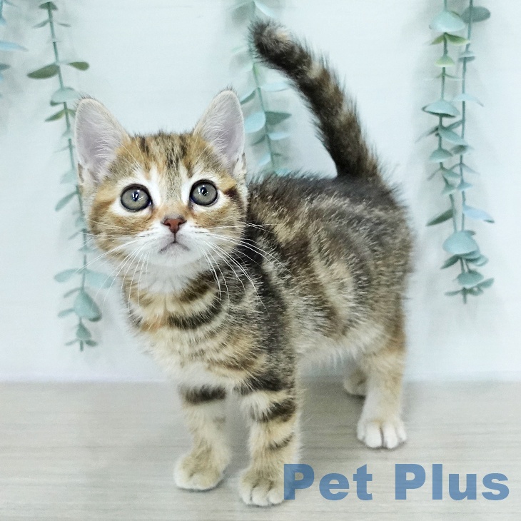 アメリカンショートヘア