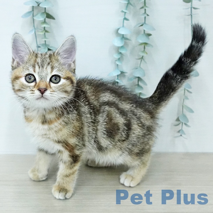 アメリカンショートヘア