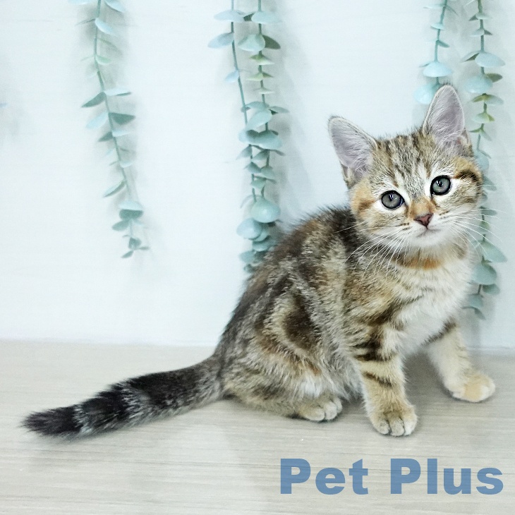 アメリカンショートヘアの写真2