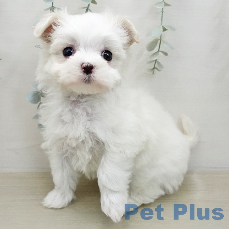 マルチーズの写真2