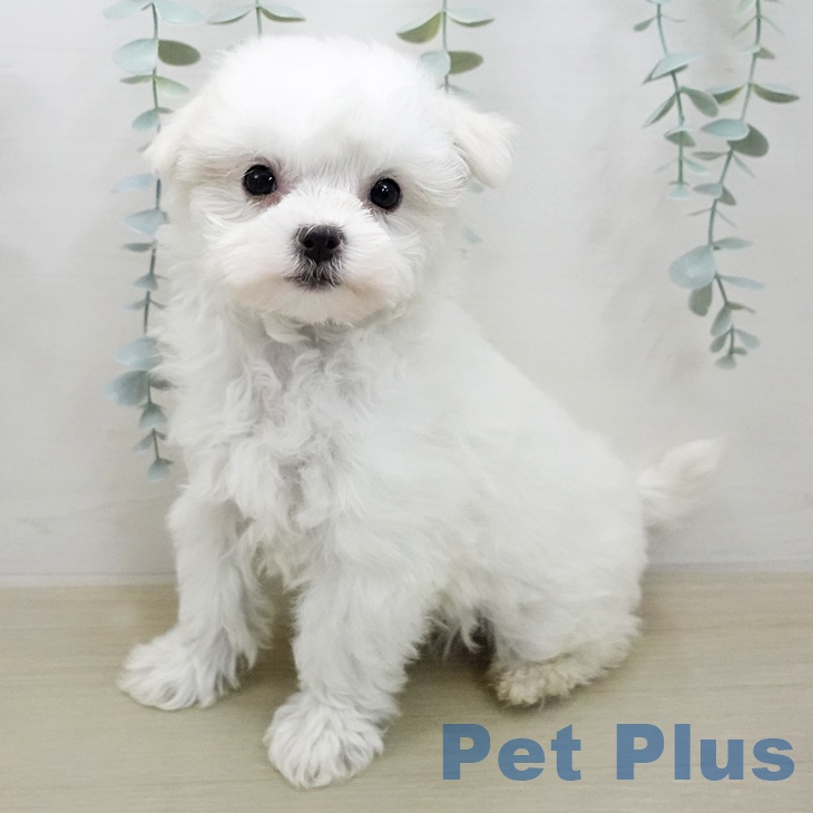 マルチーズの写真2