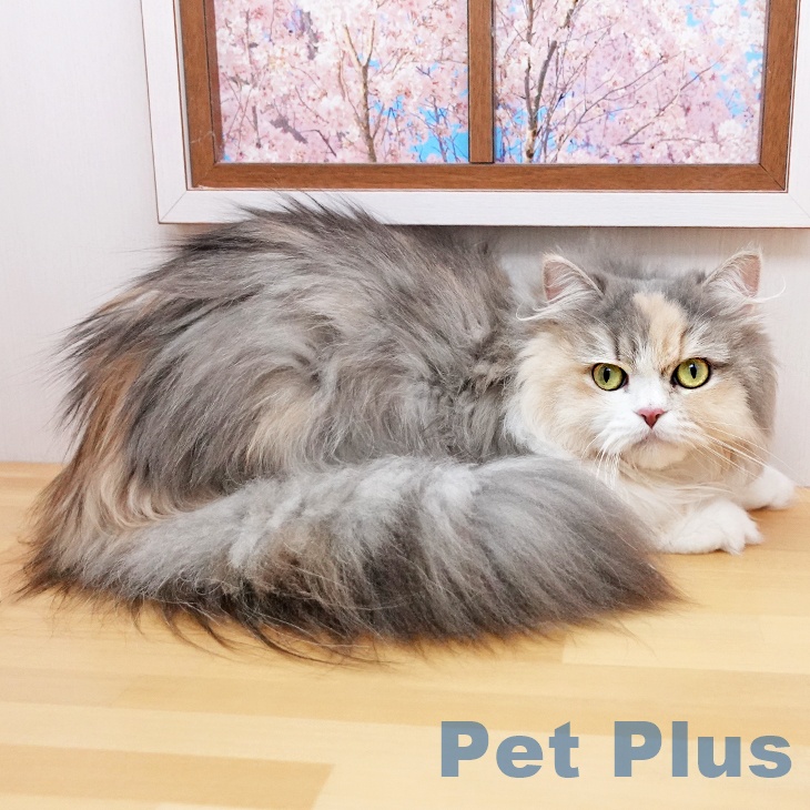 ペルシャ
