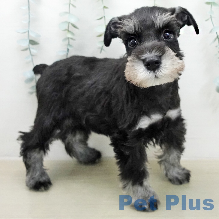 ミニチュア・シュナウザーの写真2