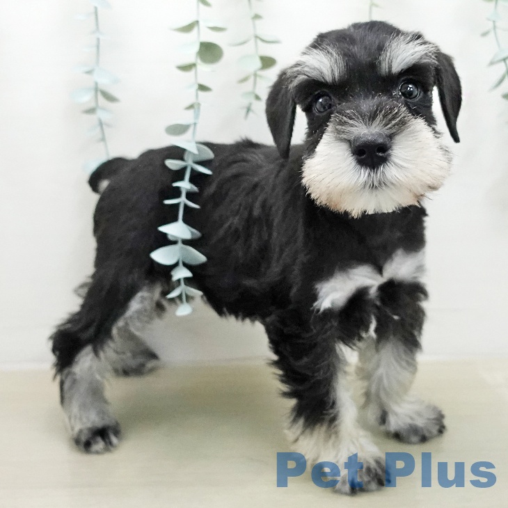 ミニチュア・シュナウザー