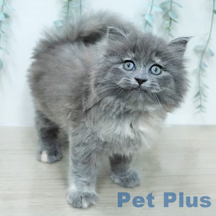 サイベリアンの写真2