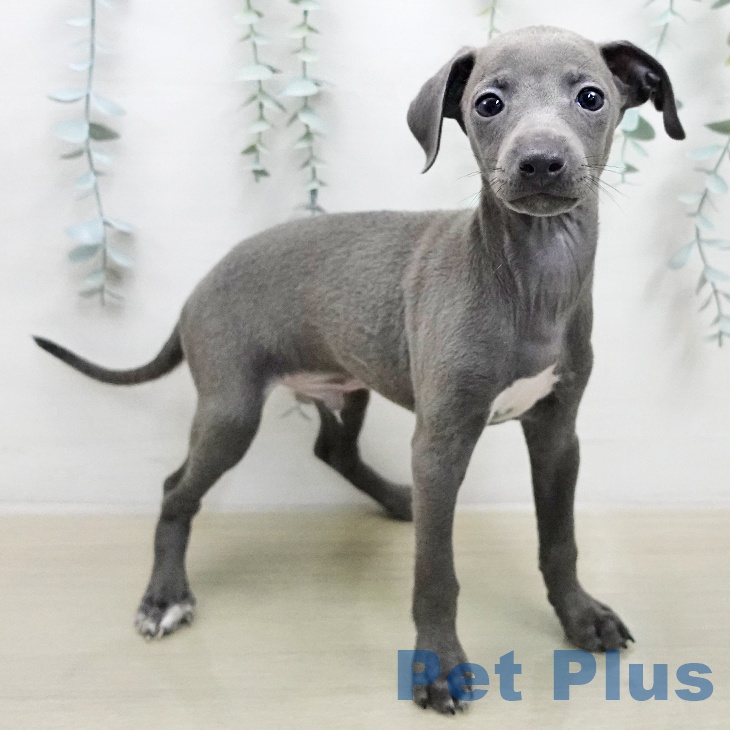 イタリアン・グレーハウンドの写真2