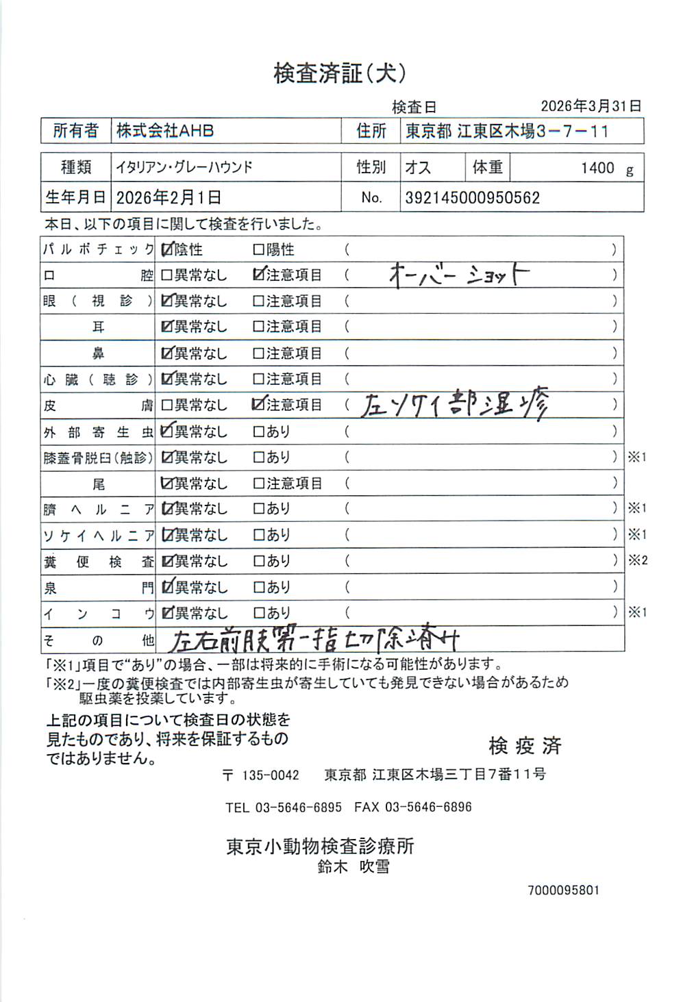 イタリアン・グレーハウンド