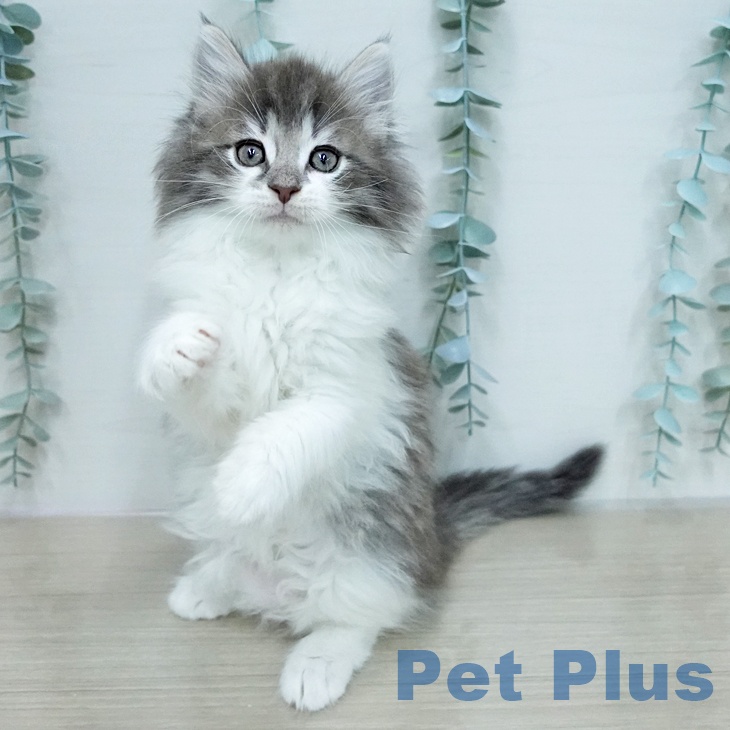 ノルウェージャンフォレストキャット