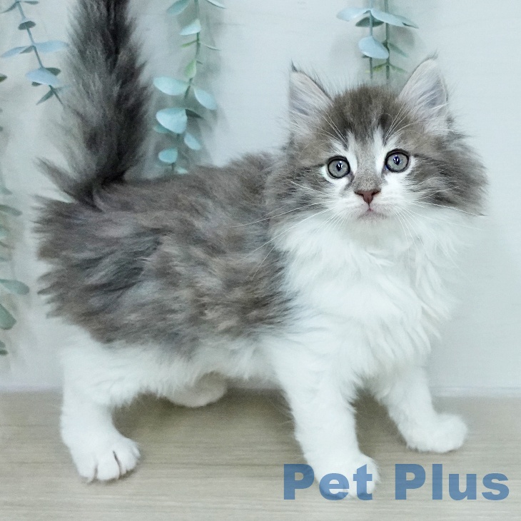 ノルウェージャンフォレストキャットの写真2