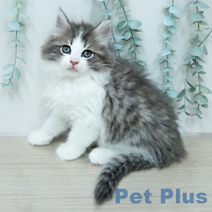 ノルウェージャンフォレストキャット