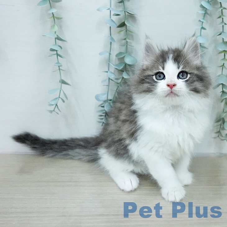 ノルウェージャンフォレストキャットの写真2