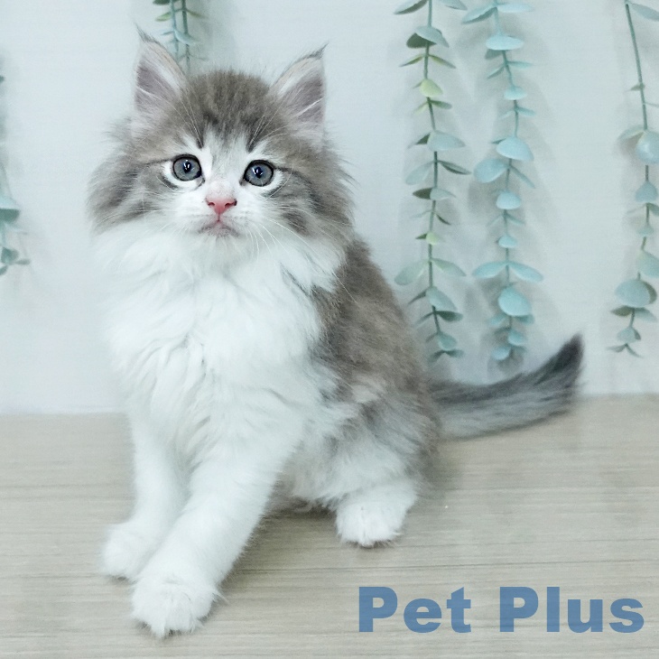 ノルウェージャンフォレストキャットの写真2