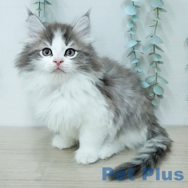 ノルウェージャンフォレストキャット