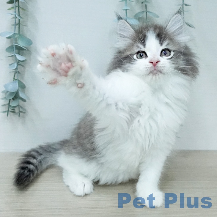 ノルウェージャンフォレストキャットの写真2