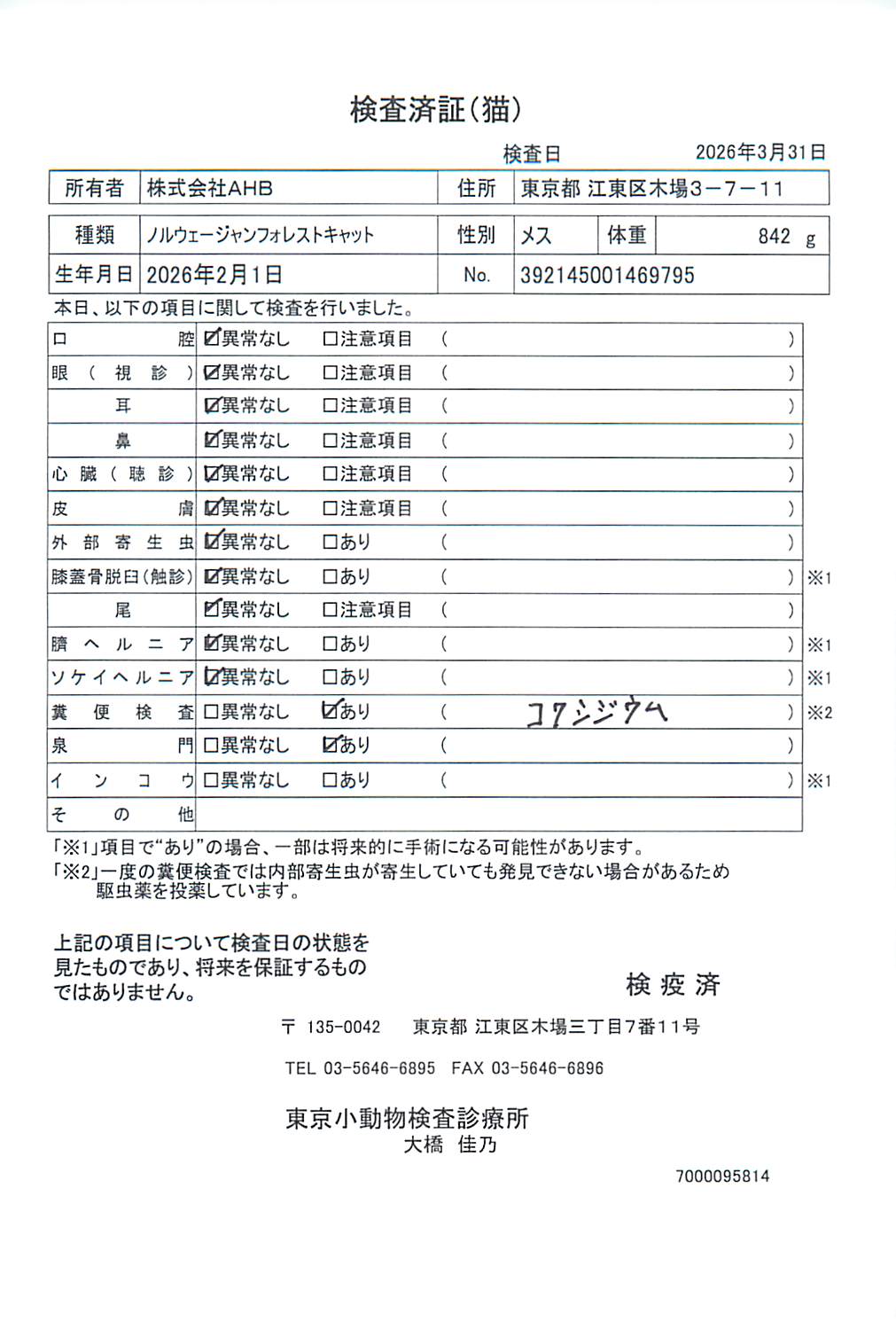 ノルウェージャンフォレストキャット