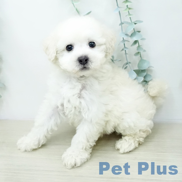 トイ・プードル