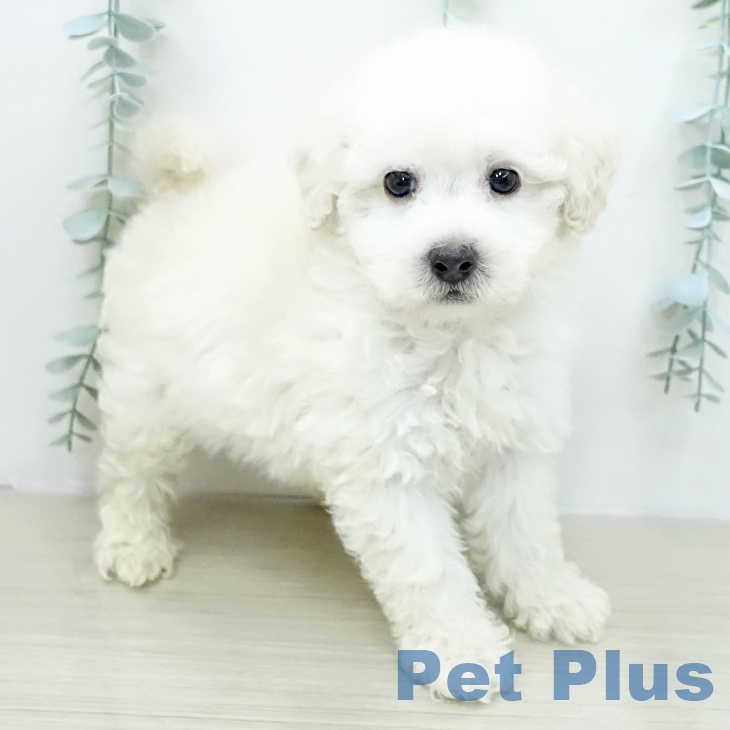 トイ・プードル