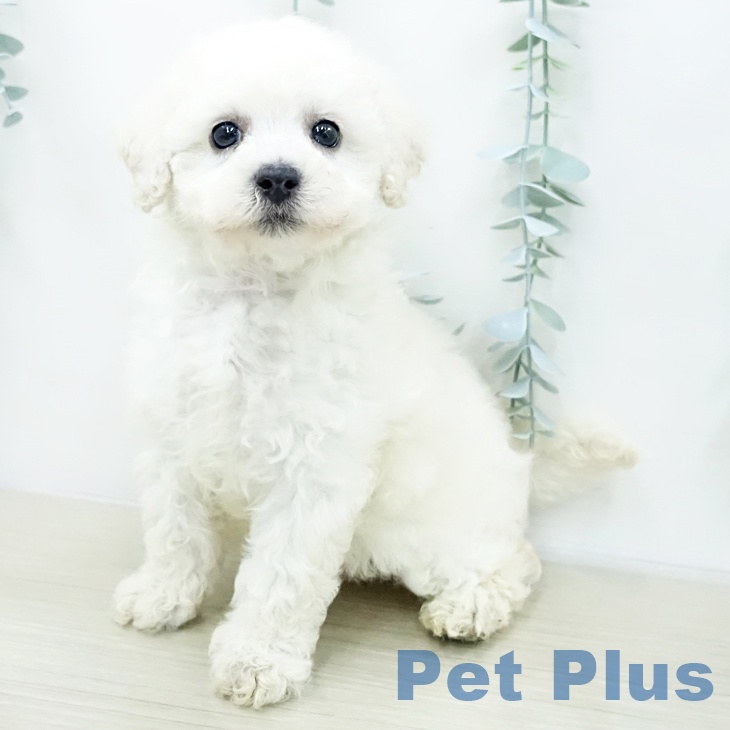 トイ・プードル