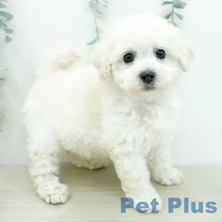 トイ・プードルの写真2