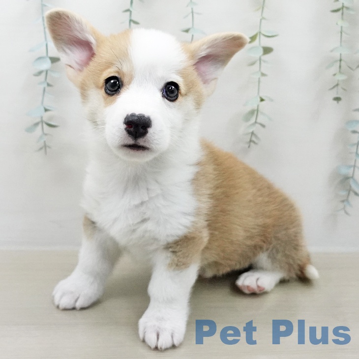 ウェルシュ・コーギー・ペンブローク