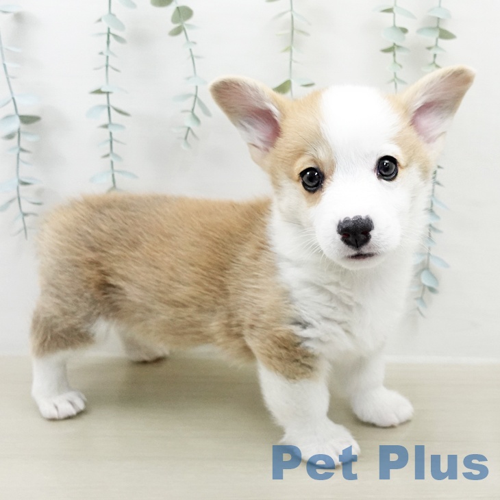 ウェルシュ・コーギー・ペンブローク