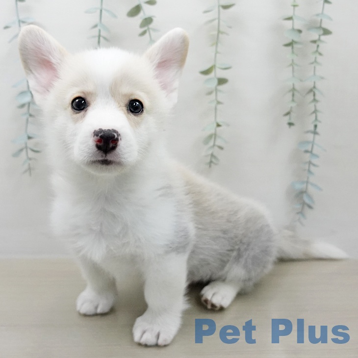 ウェルシュ・コーギー・ペンブローク