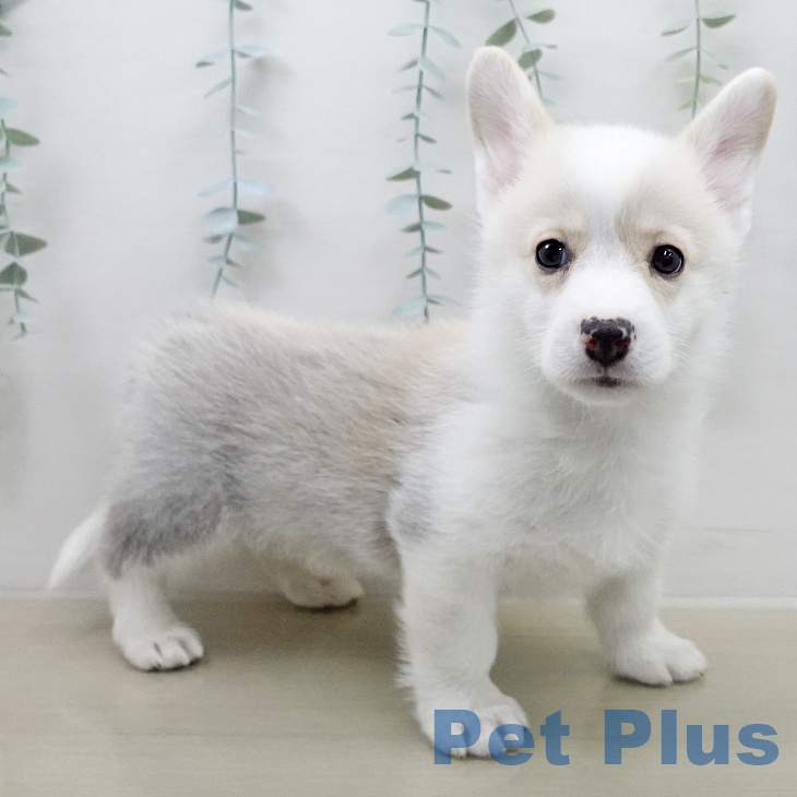 ウェルシュ・コーギー・ペンブローク