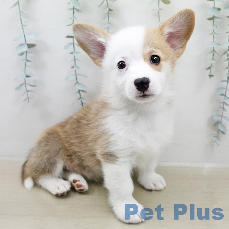 ウェルシュ・コーギー・ペンブローク