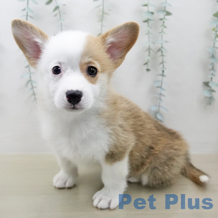 ウェルシュ・コーギー・ペンブロークの写真2