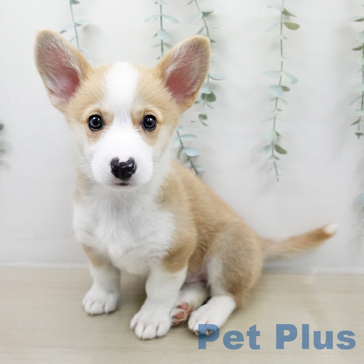 ウェルシュ・コーギー・ペンブロークの写真2