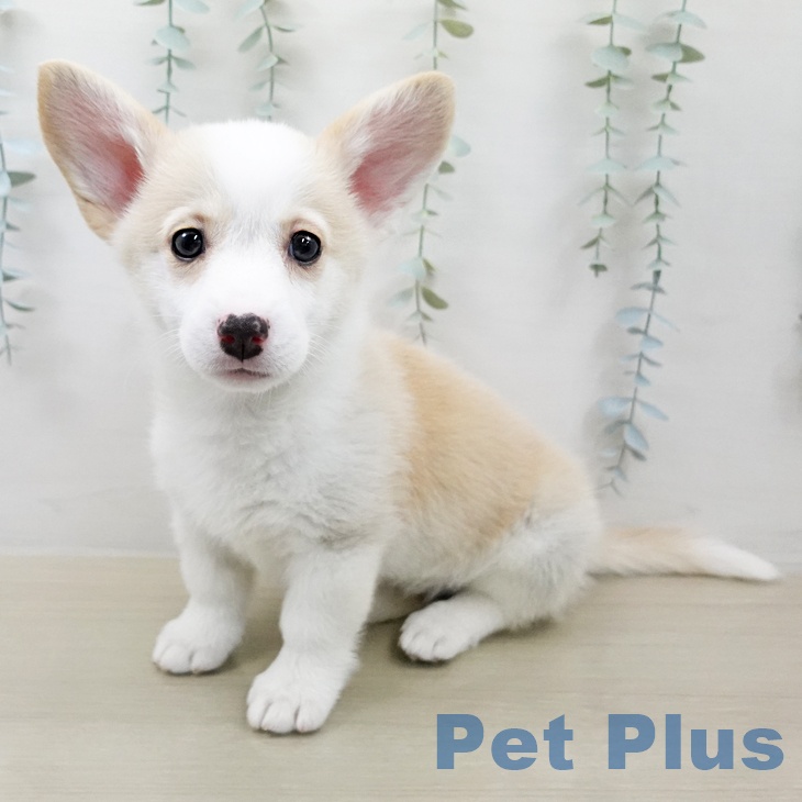 ウェルシュ・コーギー・ペンブローク