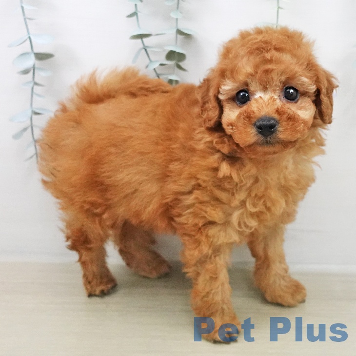 トイ・プードル