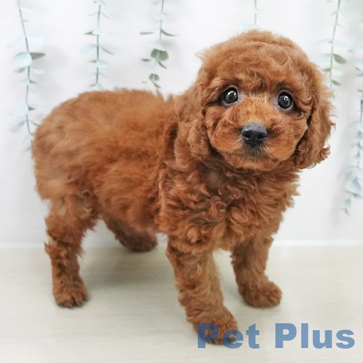 トイ・プードルの写真2