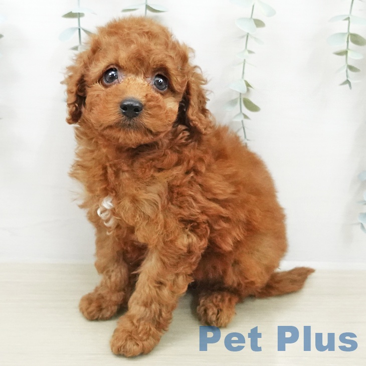 トイ・プードル