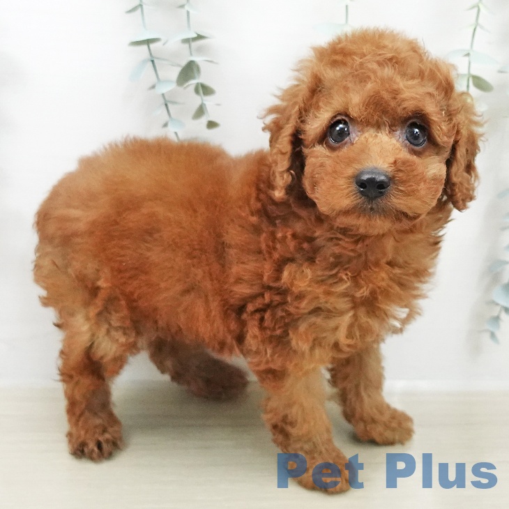 トイ・プードルの写真2