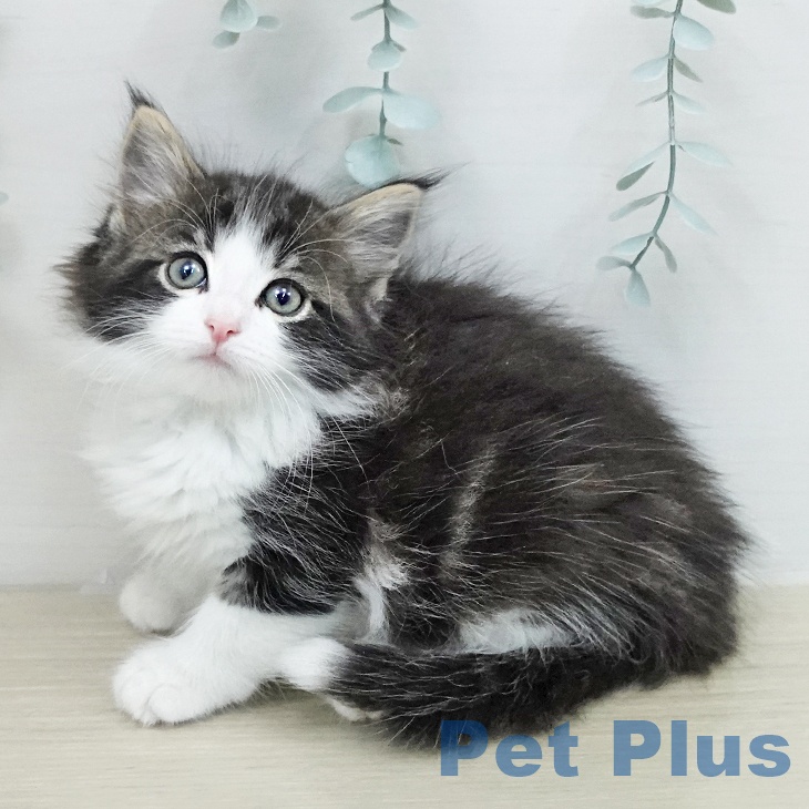 ノルウェージャンフォレストキャット